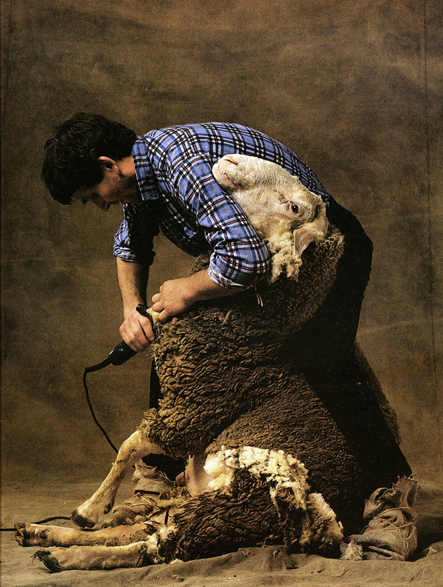 valli-sheep.jpg