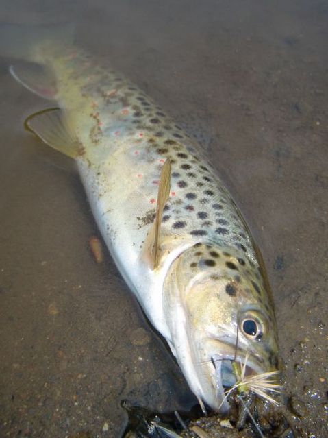 CIMG7057aaa.jpg