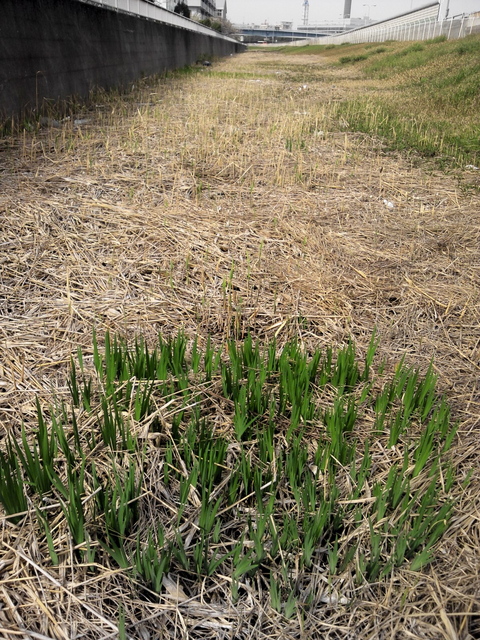 NCM_0186.jpg