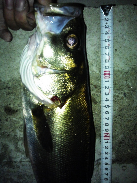 NCM_0413.jpg