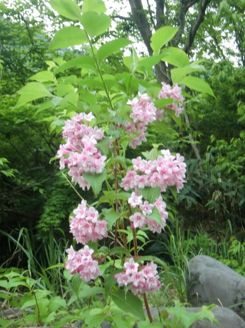CIMG0516.JPG