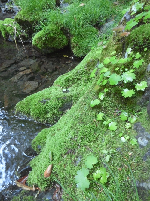 CIMG0075.jpg