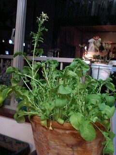 090521_2046~0001.jpg