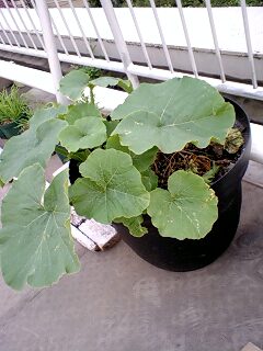 090604_1802~0001.jpg