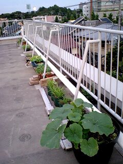 090604_1806~0001.jpg