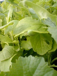 090617_0717~0001.jpg