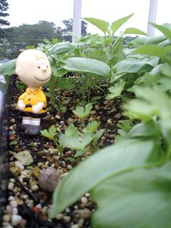 090702_1824~0001.jpg