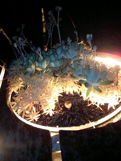 090703_2033~0001.jpg