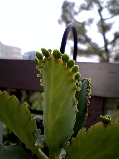 090805_1629~0001.jpg