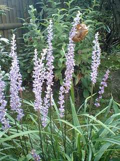 090822_1403~0001.jpg