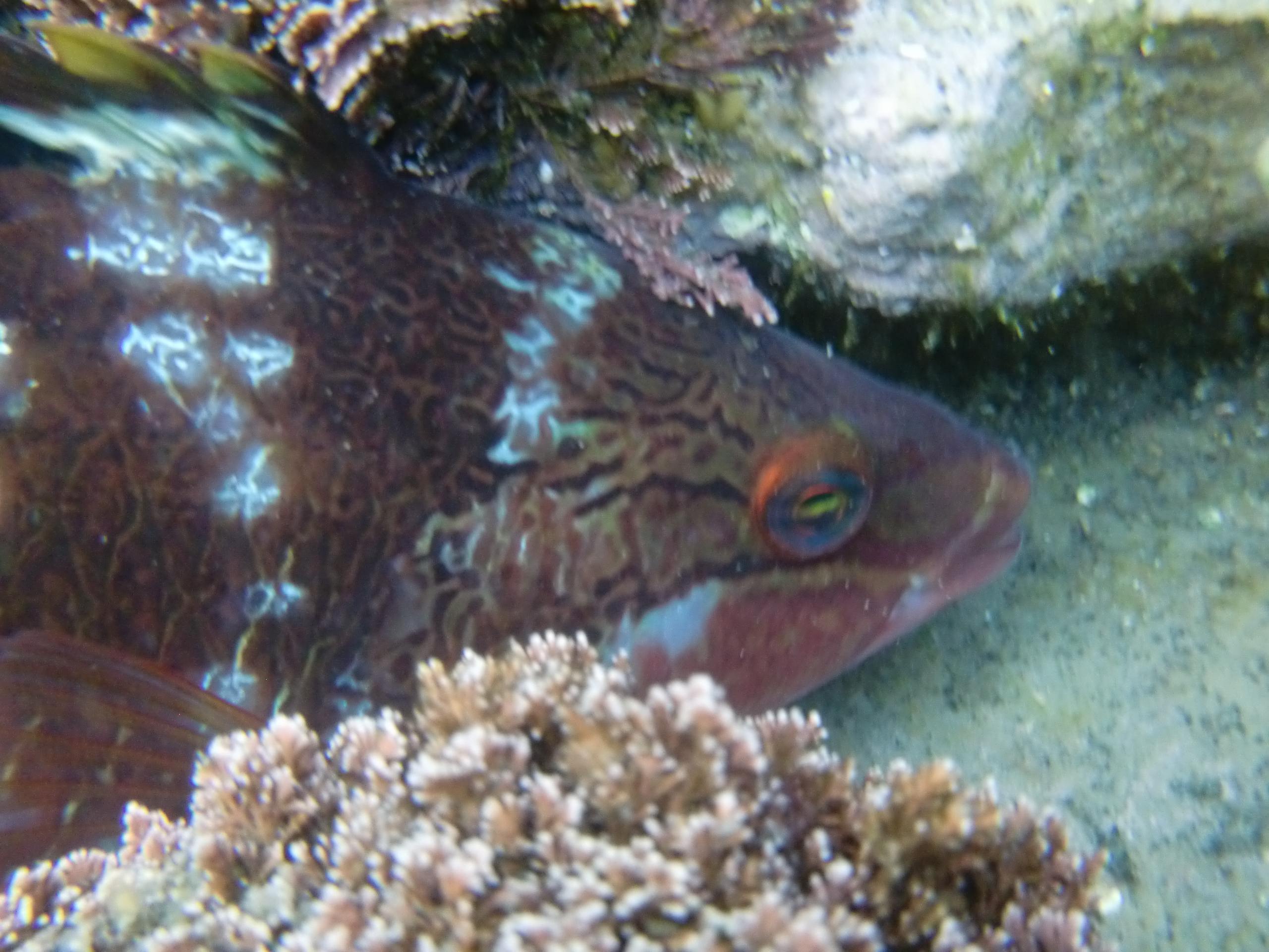 CIMG0702.jpg