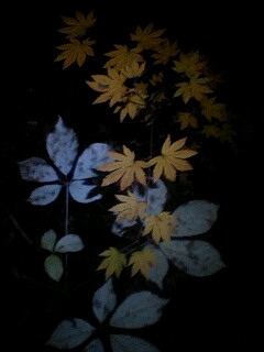 101103_1817~0001.jpg